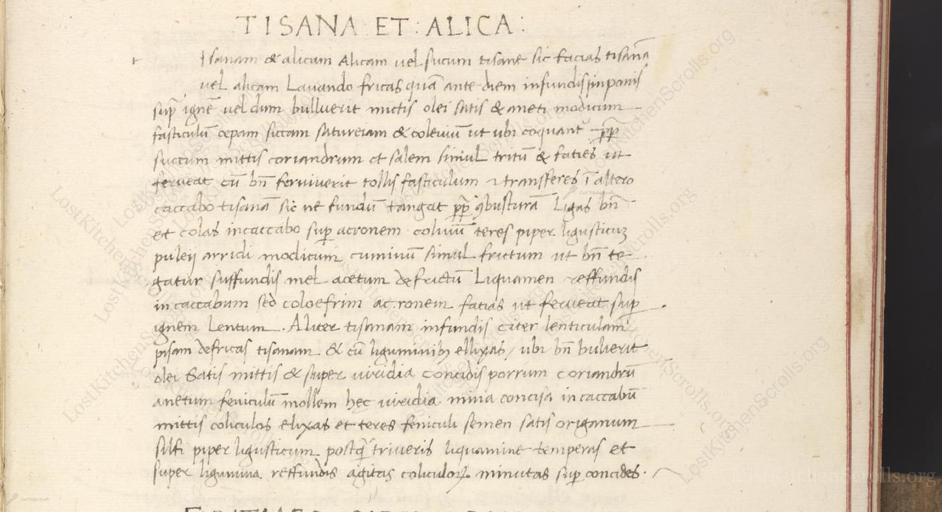 Tisana Et Alica