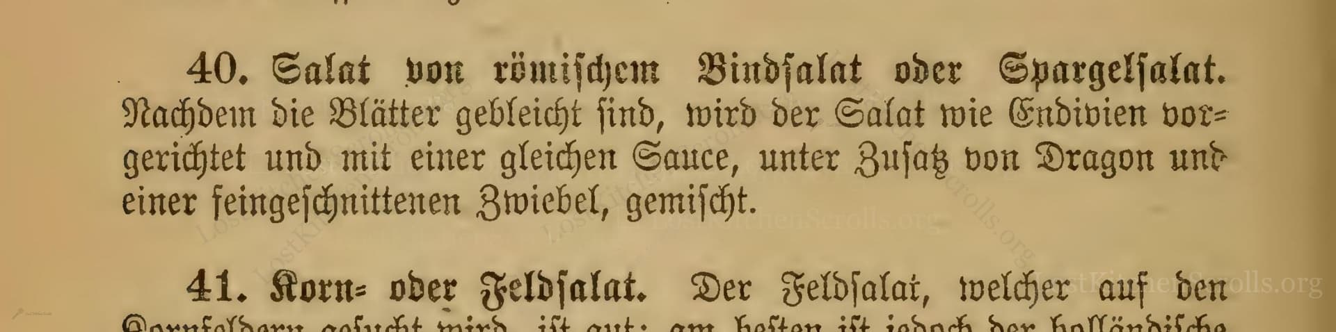 Salat Von Römischem Bindsalat Oder Spargelsalat